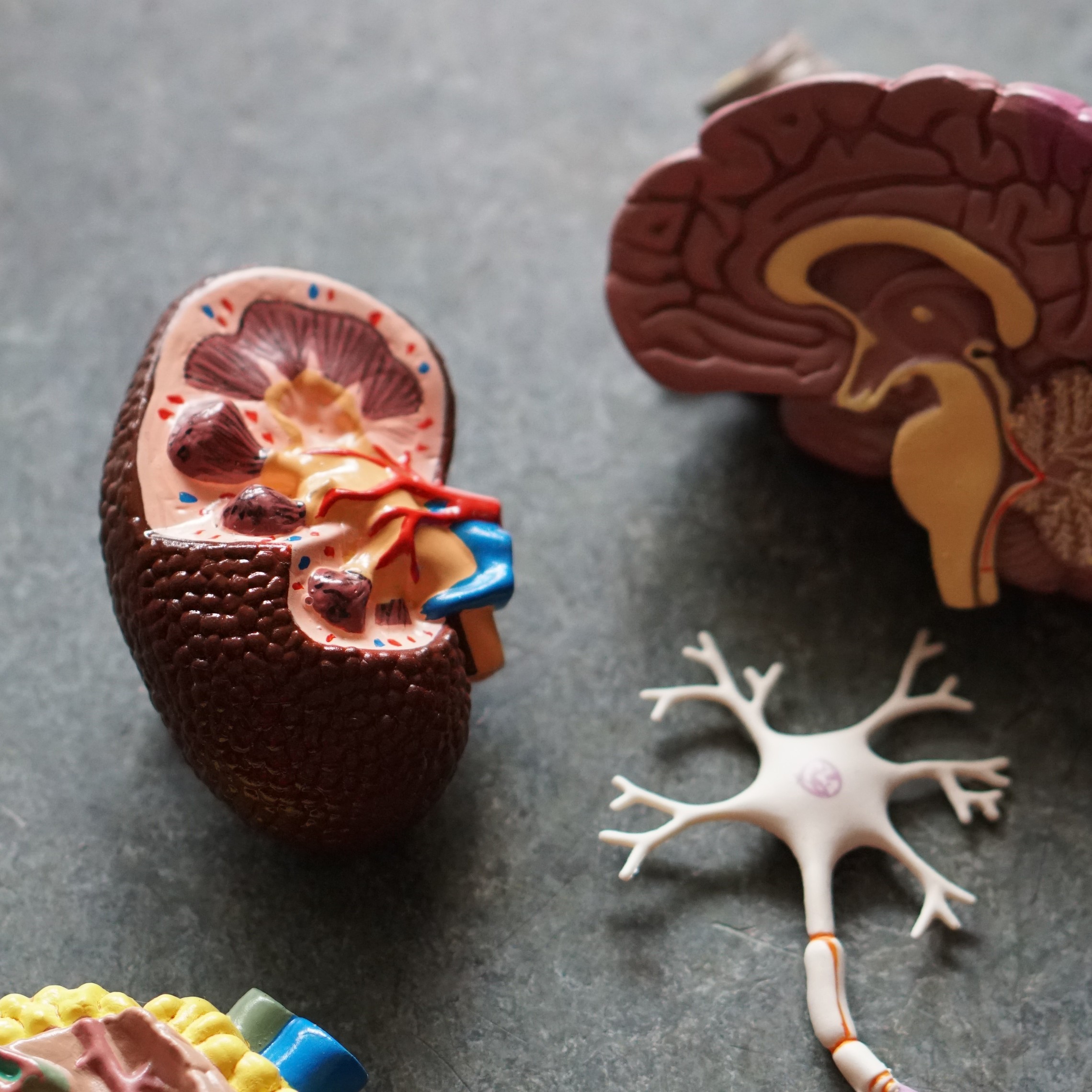 Brain and Nervous System