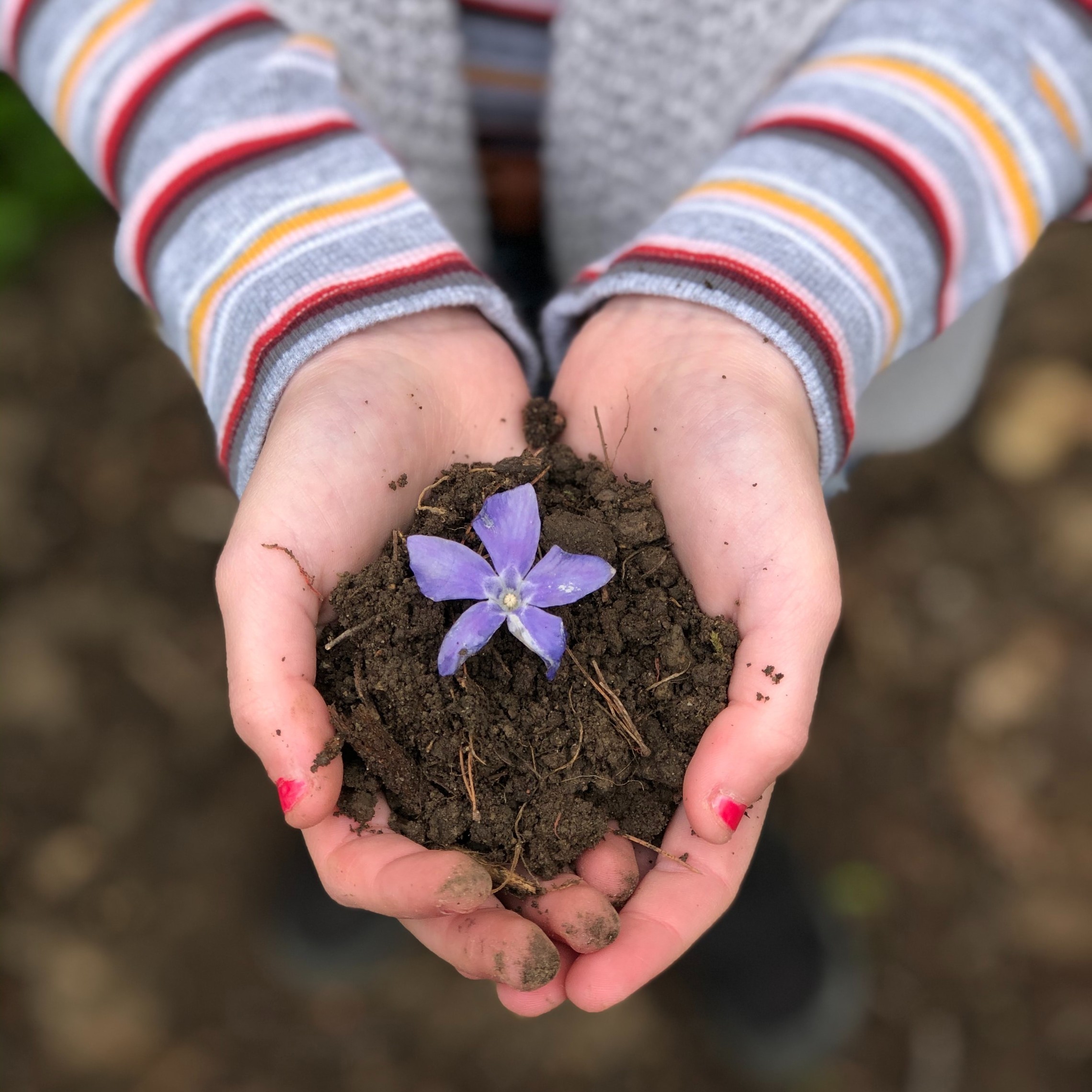Woman holds dirt with a purple flower
