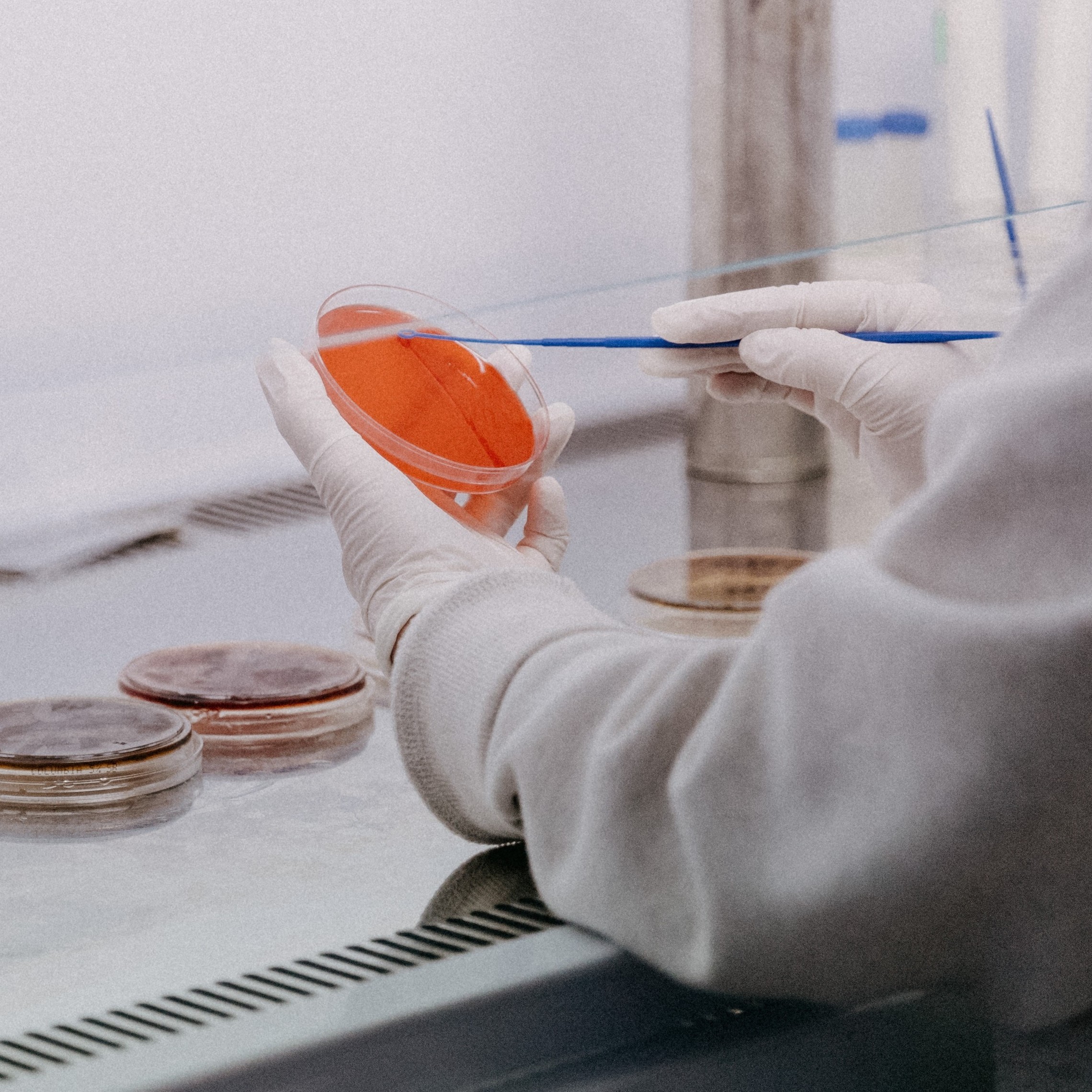 Image: a lab technician with a petri dish