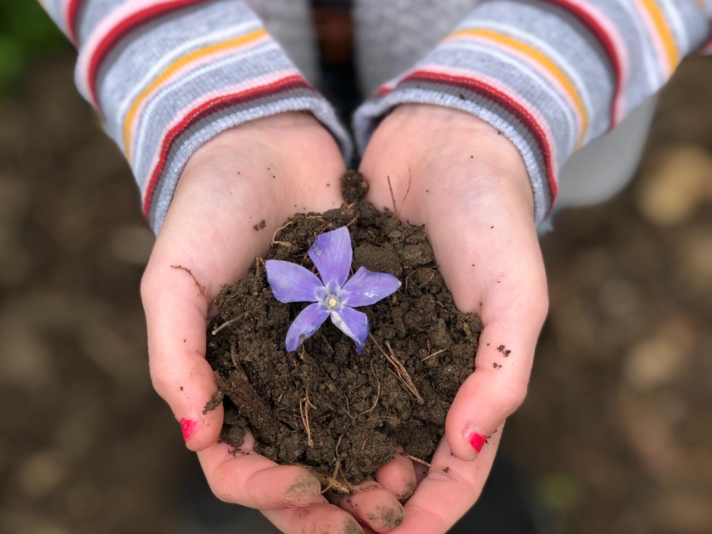 Woman holds dirt with a purple flower